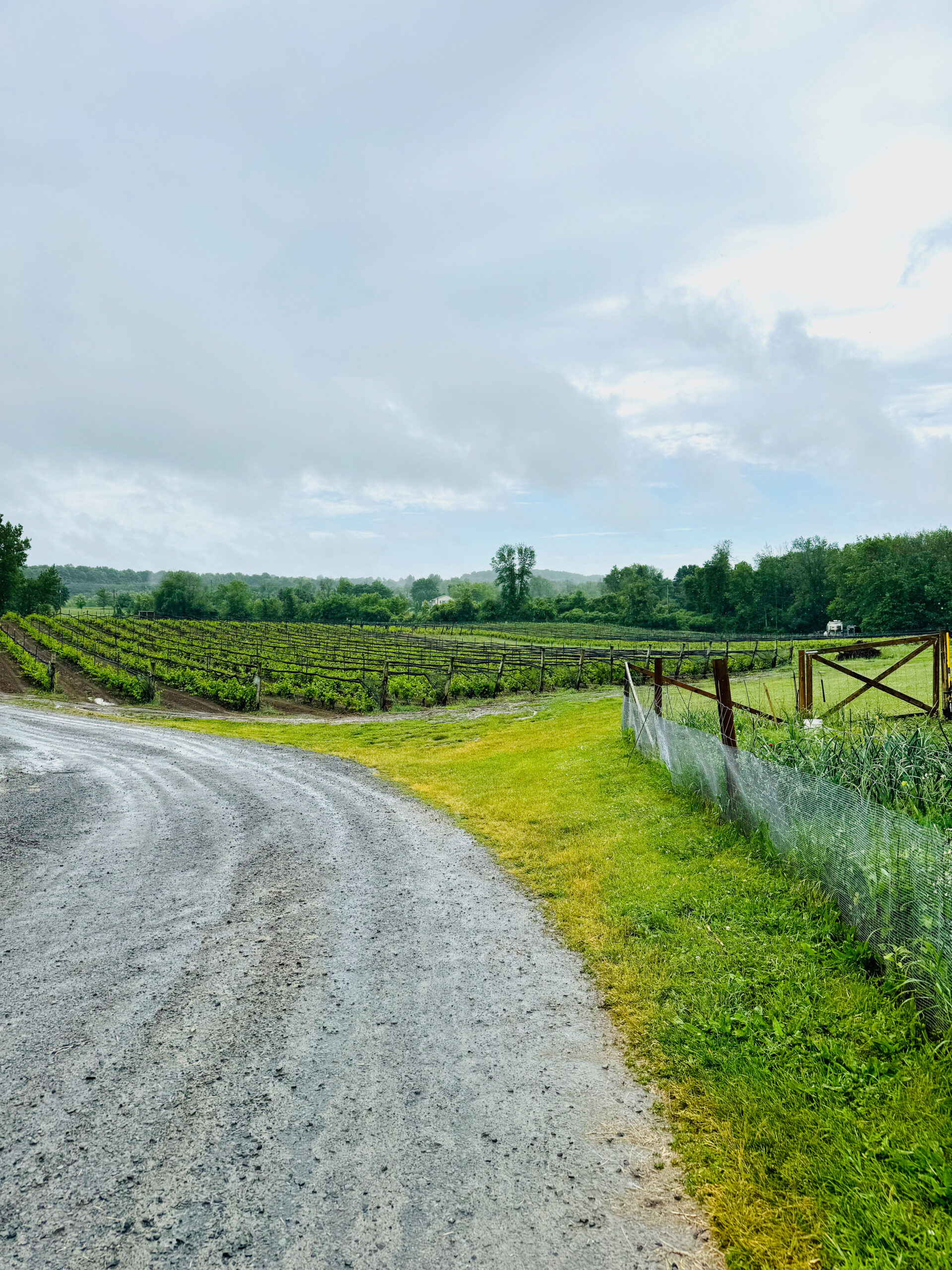 Wine Prospector - Vineyard in Eastern Ontario