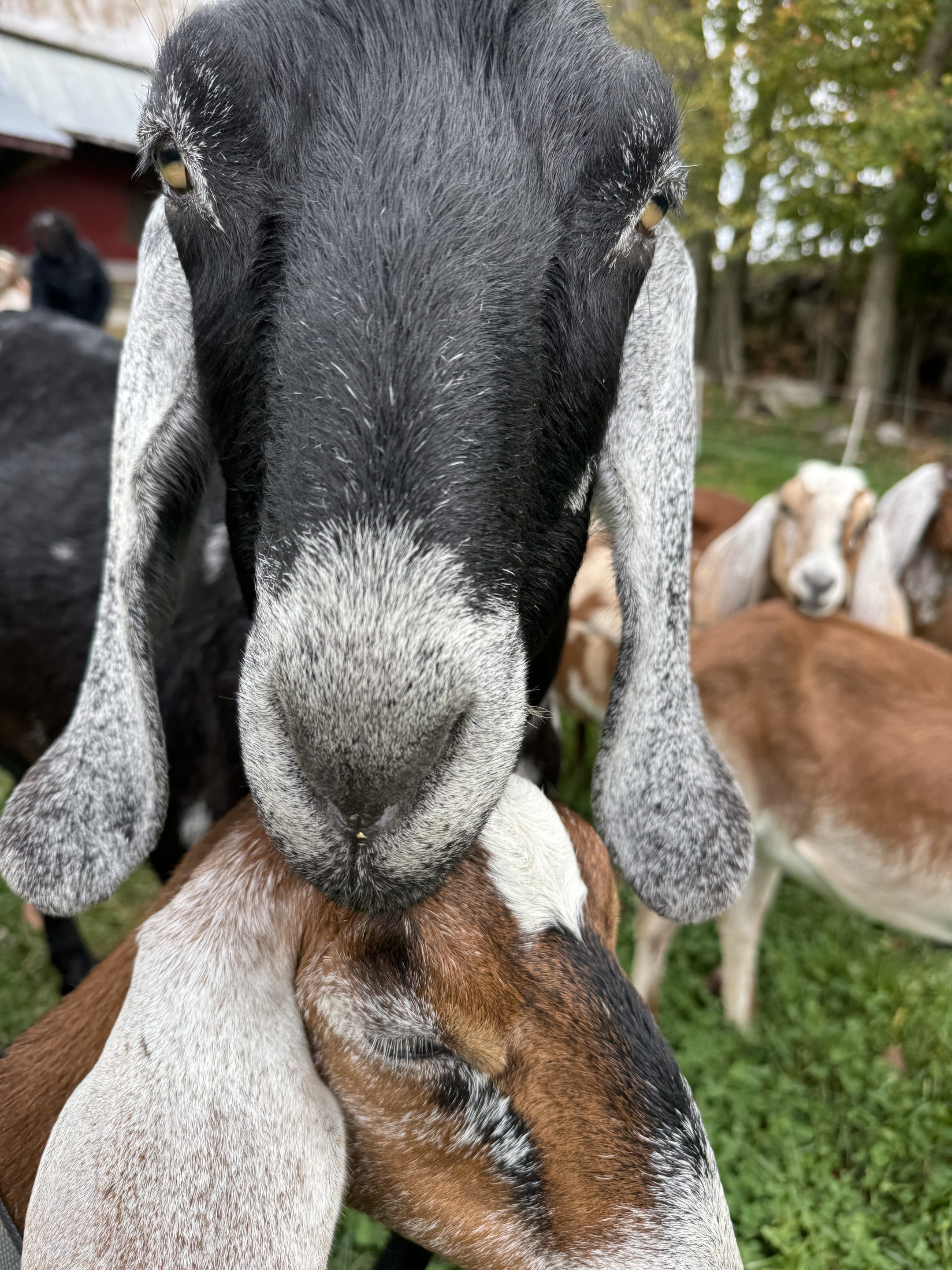 Regional Journey - Store showcase